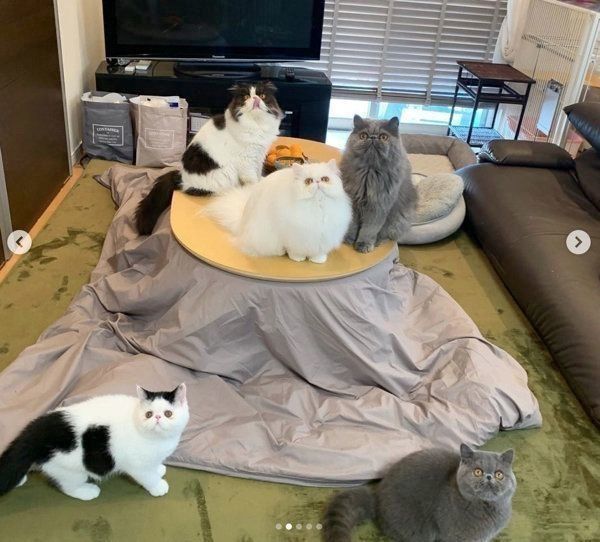 大集合する猫