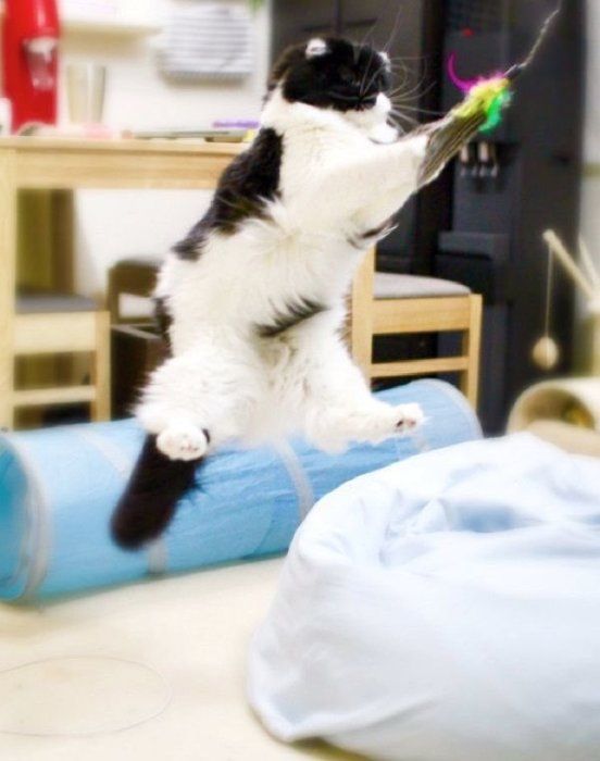 猫のすこんぶちゃん