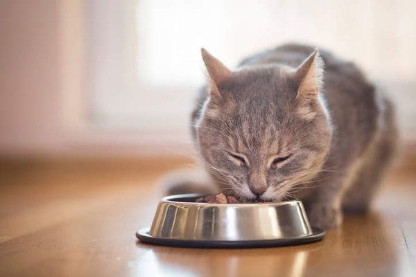 ごはんを食べる猫