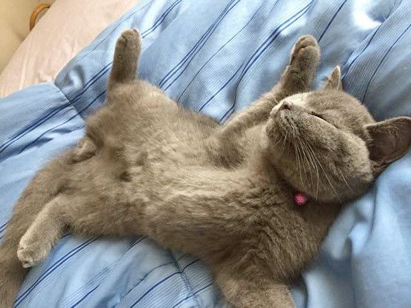 眠る猫