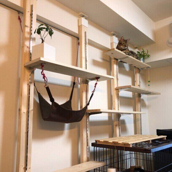 キャットウォーク