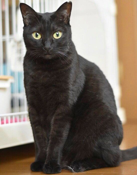 すましたようにオスワリするくろさん