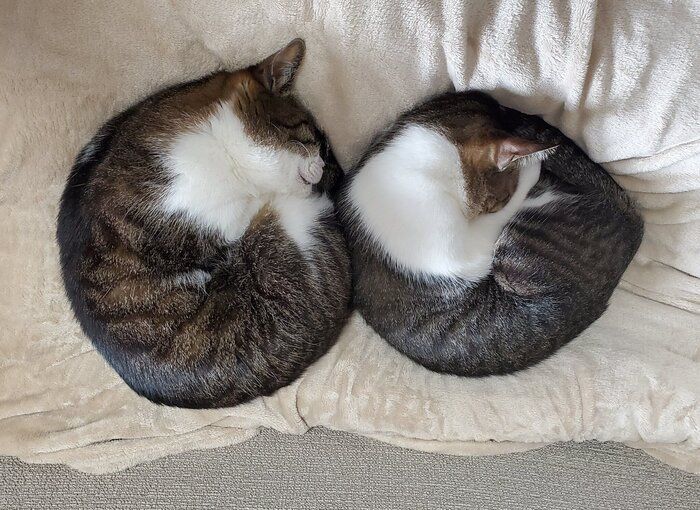 アンモニャイトする猫2匹
