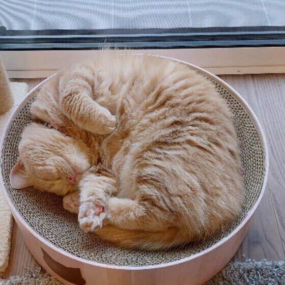 マンチカンのももちゃん