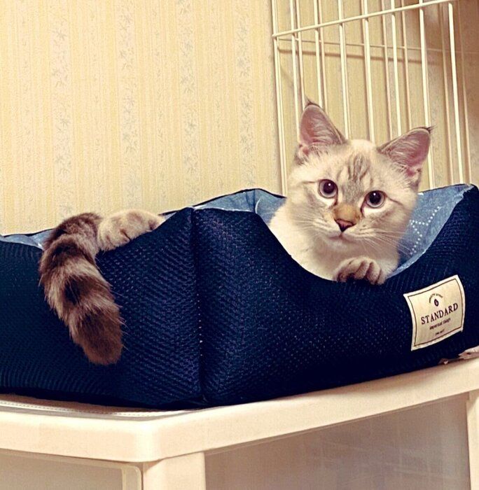 “王子様気質”の元保護猫をお迎え→2年後に子猫を保護すると性格は一変！“超過保護な優しいお兄ちゃん”に