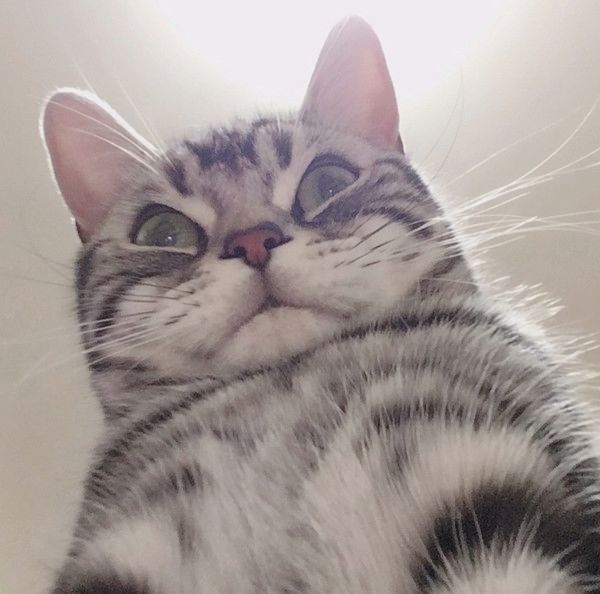 変顔する猫