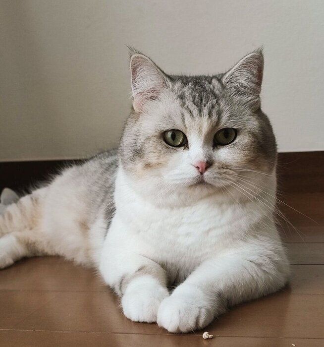 クールな様子が伝わってくる かっこいいモコくん