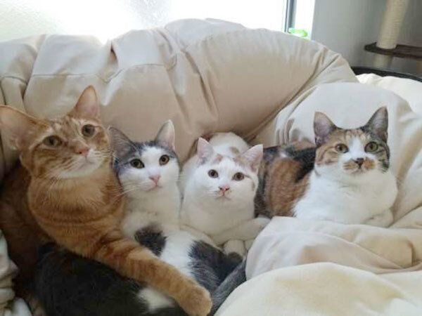 寄り添う猫