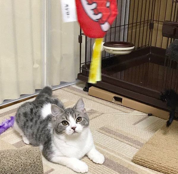 野性的な猫