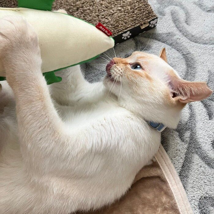 おもちゃで遊ぶポコちゃん