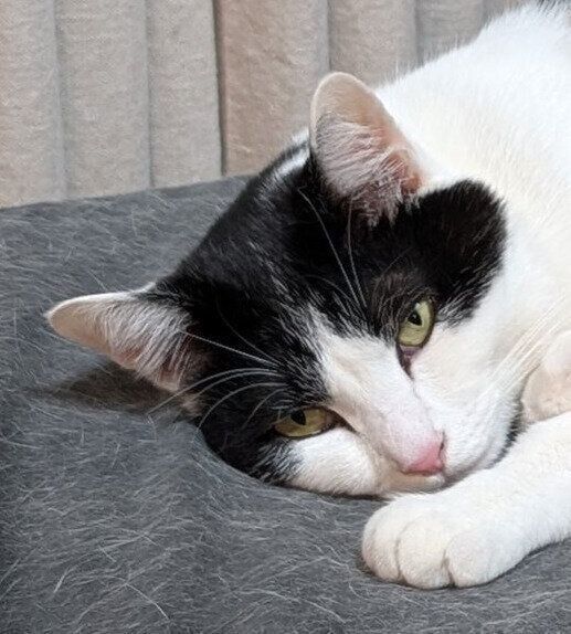 寝そべっている猫