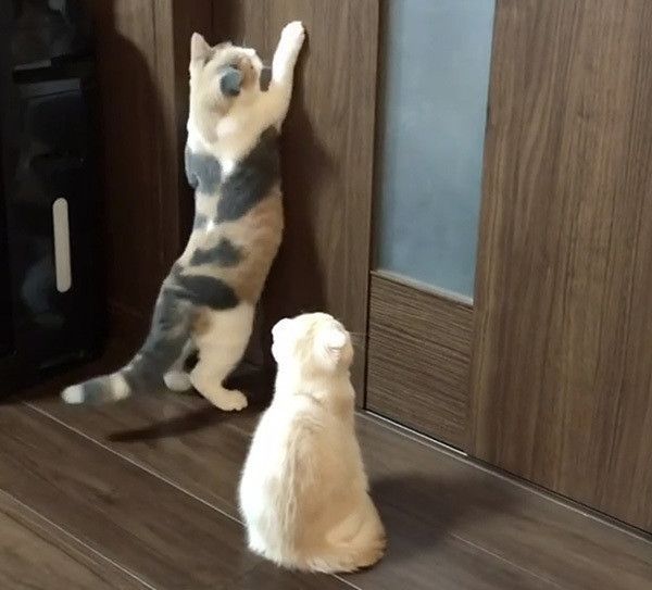 反応する猫