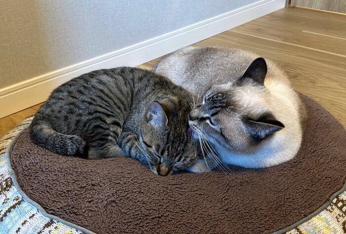 くっつくてんちゃん、ロロちゃん