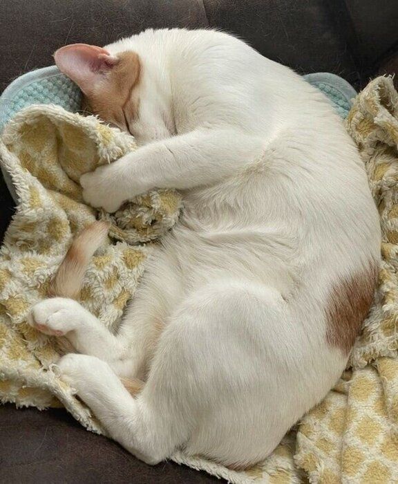 まるで人間の赤ちゃんみたいなポーズのはちくん