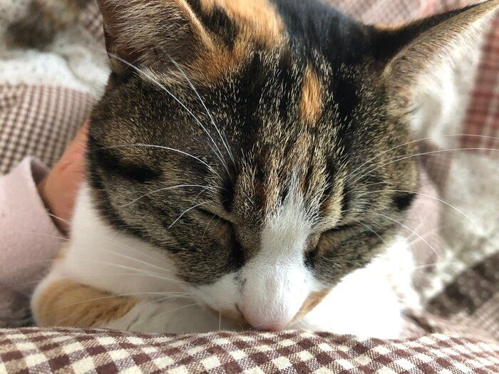 三毛トラのよつばちゃん