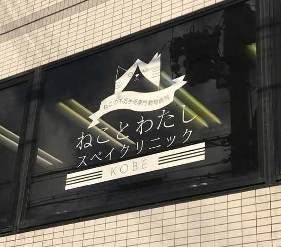 画像/2019年8月号「猫のために何ができるのだろうか」