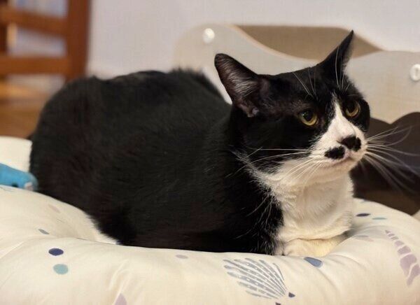 ひんやりクッションでくつろぎ中のまるもちゃん