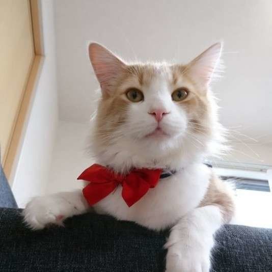 ノルウェージアンフォレストキャット