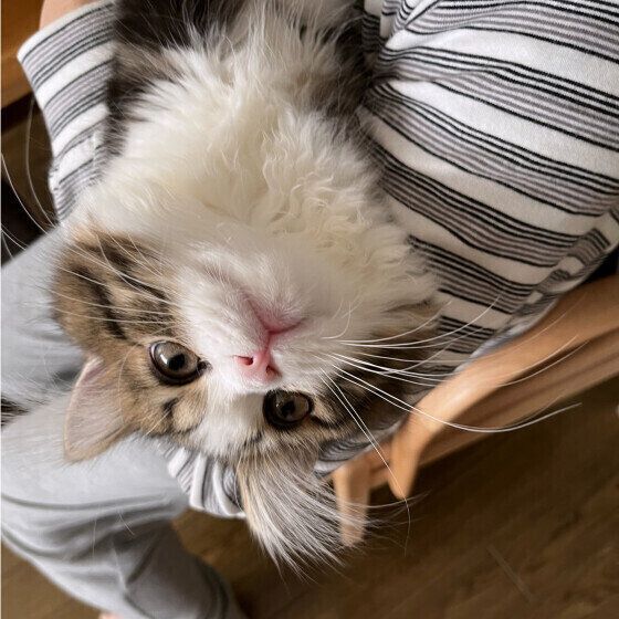 抱っこされるスコティッシュフォールド・ロングヘア