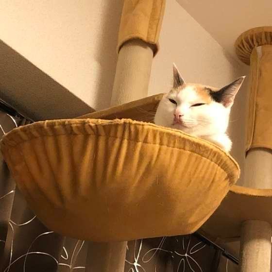 機嫌が悪そうなお顔をする三毛猫