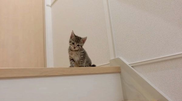階段を下りようとする子猫