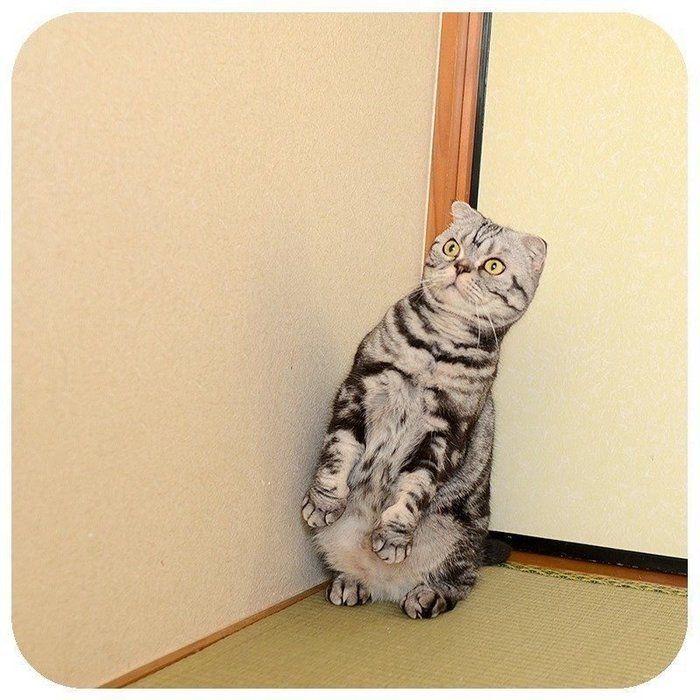 @tacos_cat