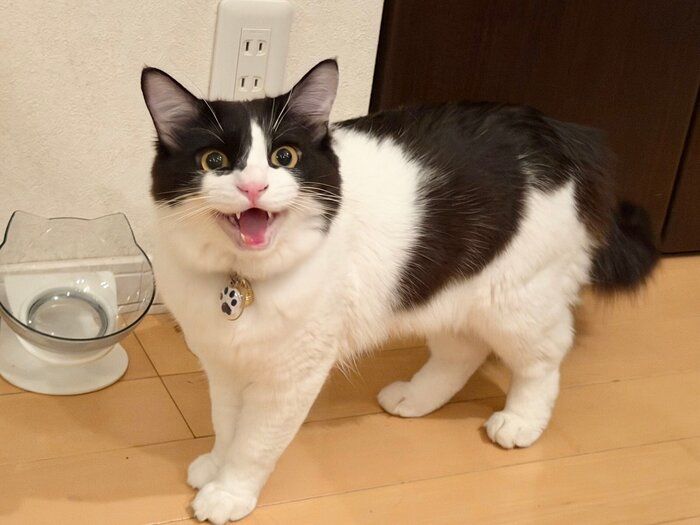 ゴハン皿の前で鳴くなつめくん