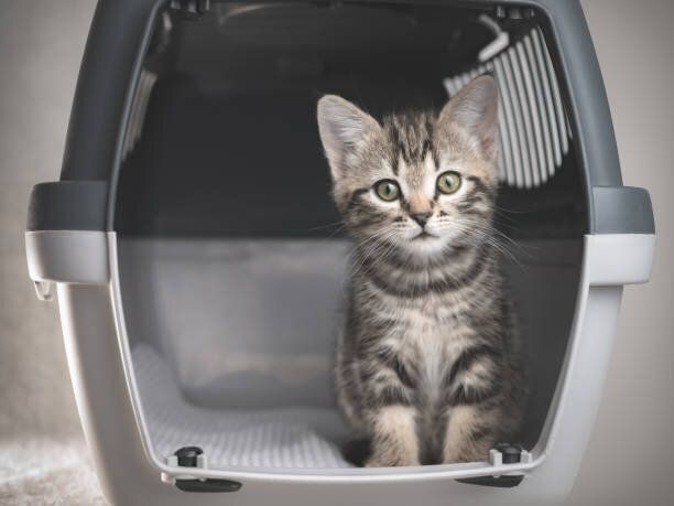 ペット旅行キャリアのタビー子猫