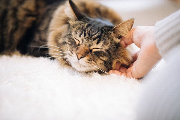 撫でられる猫
