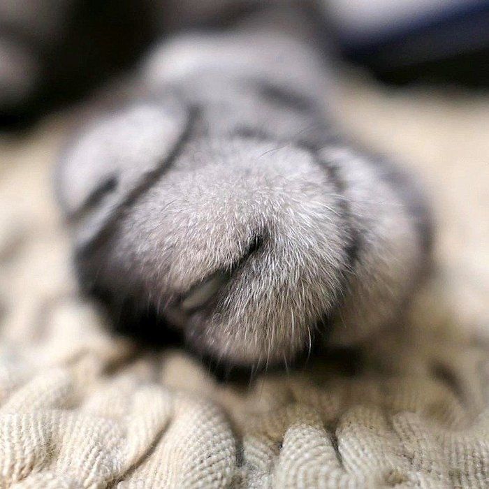 @tacos_cat
