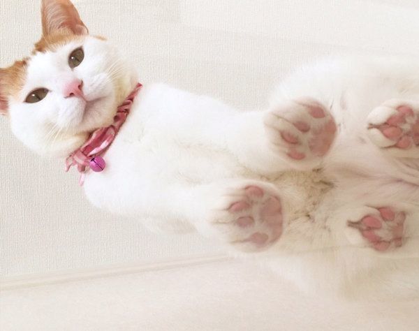 肉球を見せるむぎちゃん