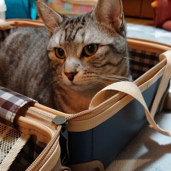 サバトラのオニキスくん