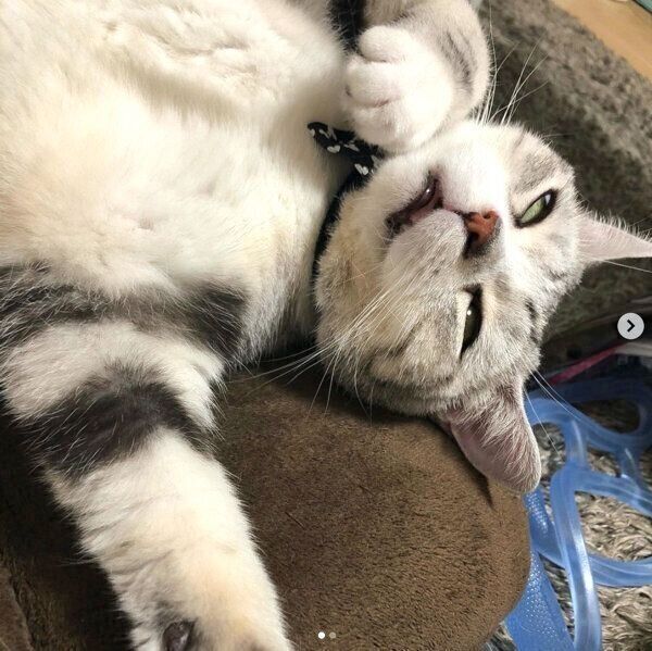 半目のうたちゃん