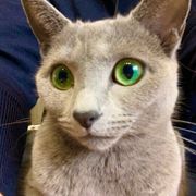 ロシアンブルーの特徴と性格 飼い方 価格相場など 猫図鑑 ねこのきもちweb Magazine ロシアンブルーの特徴と性格 飼い方 価格相場など 猫図鑑 ねこのきもちweb Magazine