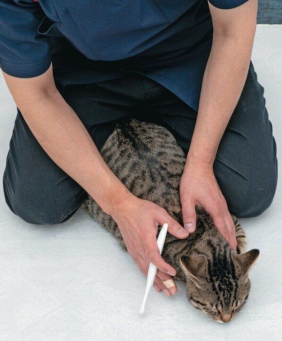 猫の体を足に添わせて保定している様子