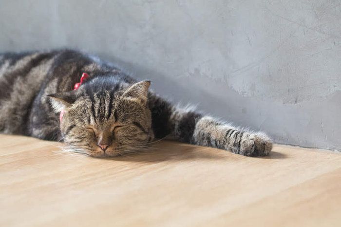気持ちよさそうに寝ている赤い首輪の猫