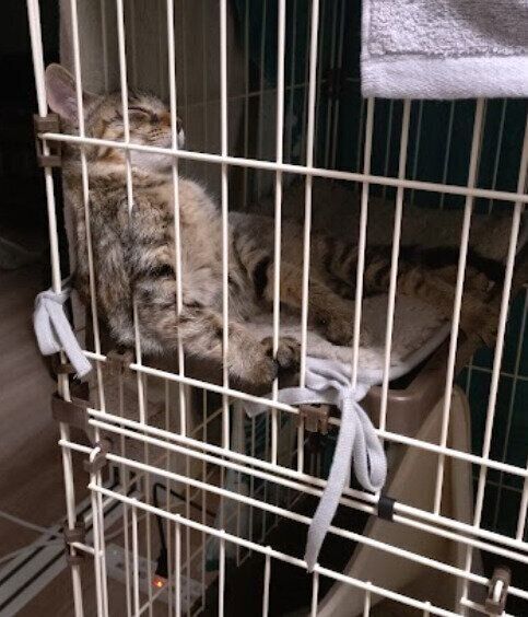 ケージの中で眠る生後3カ月の猫