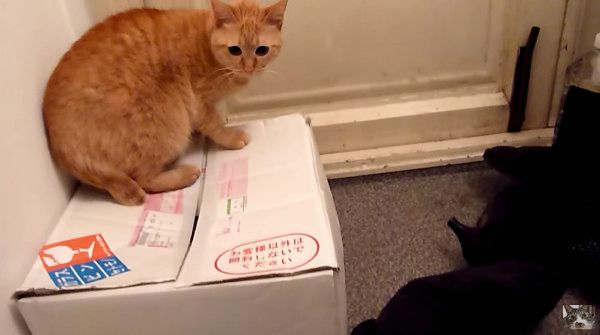 ケンカする猫