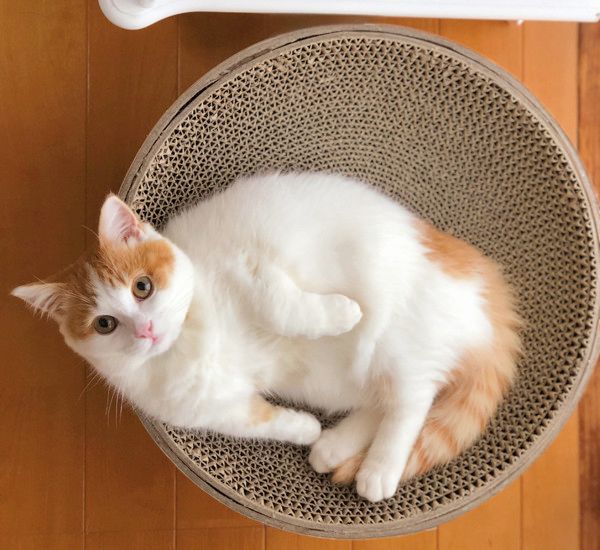 ごはんがほしいマンチカン