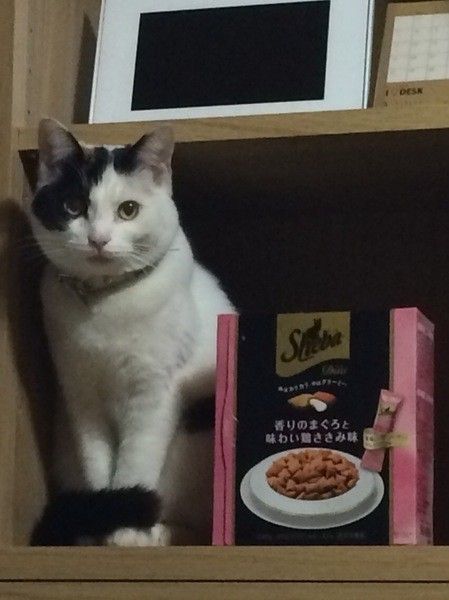 monakaちゃん♪