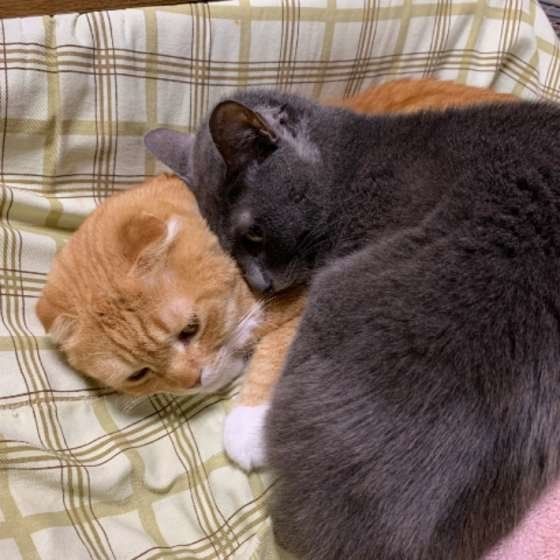 スリスリするさくらちゃんと凛ちゃん