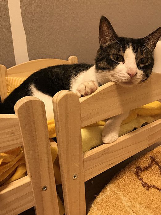 ポポロンファン必見! ベッドの上のおねむポポロン