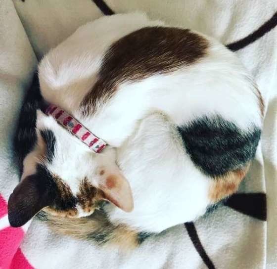 丸まる三毛猫