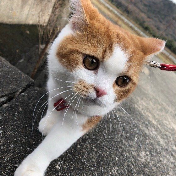 お散歩中、スコティッシュフォールド・ロングヘアのまる