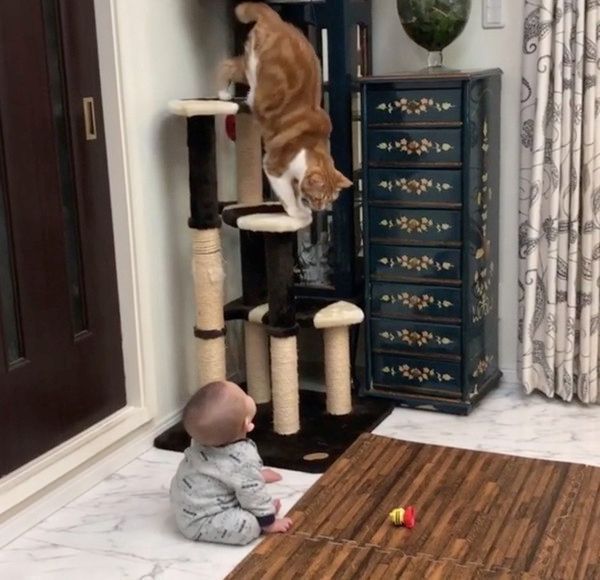 クールな猫