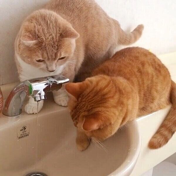 水道水が飲みたくても飲めないココちゃんとネネちゃん