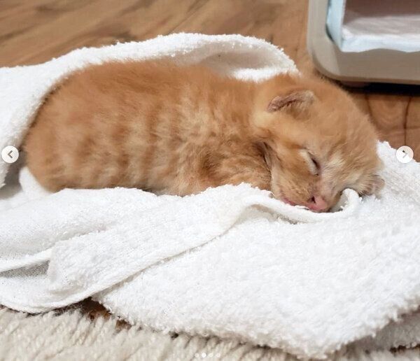 眠るトロくん