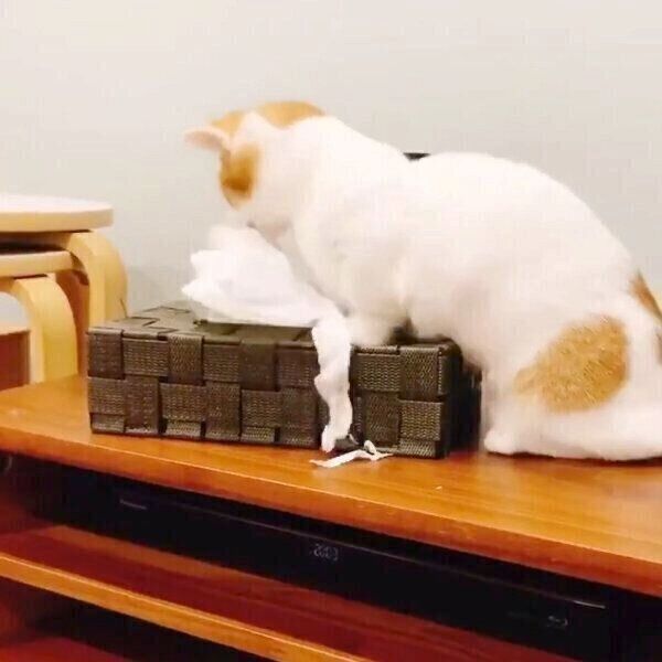 イタズラするもち丸くん