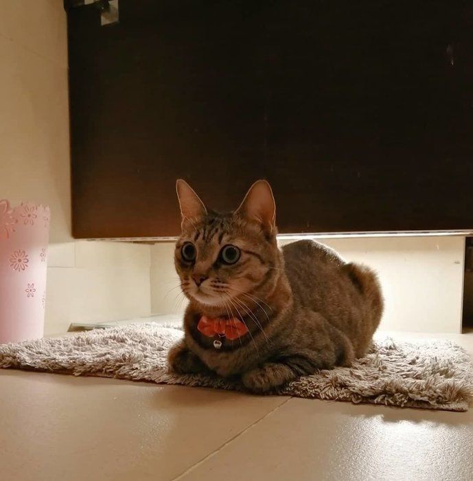 洗面所で香箱座りする猫(キジトラ)