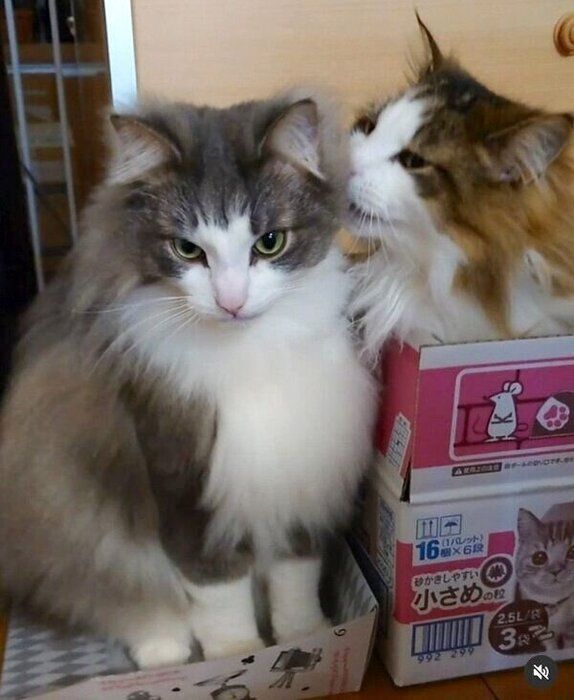 虎蒼くんへの愛が止まらない虎鉄くん